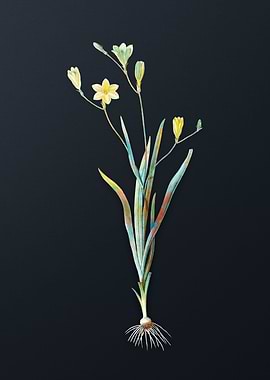 Vintage Ixia Bulbifera