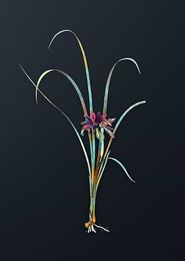 Vintage Grass Leaved Iris