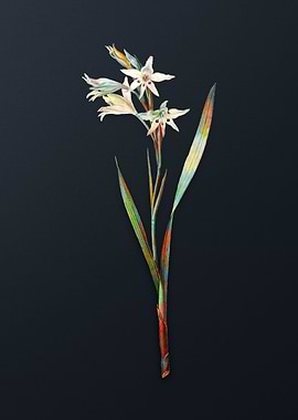 Gladiolus Cuspidatus