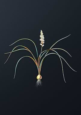 Lachenalia Angustifolia