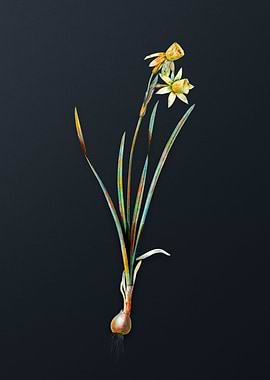 Narcissus Calathinus