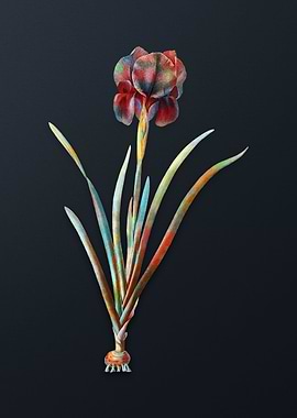 Vintage Mourning Iris