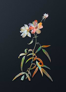 Vintage Peach Leaved Rose