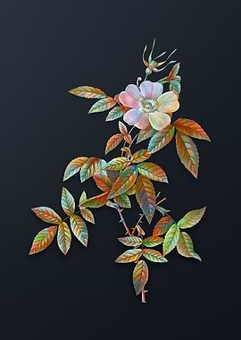 Pink Boursault Rose Flower