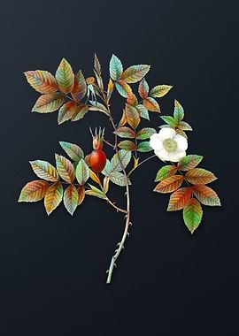 Mountain Rose Bloom Flower