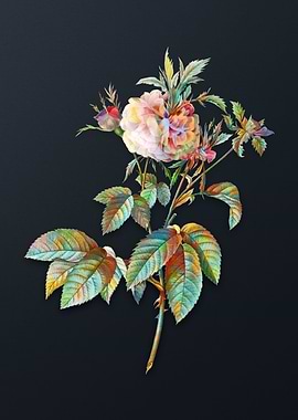 Vintage Pink Agatha Rose