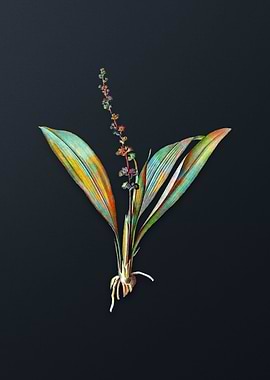 Vintage Peliosanthes Teta