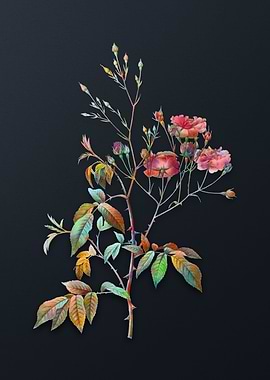 Pink Noisette Roses Flower