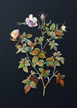 Pink Flowering Rosebush