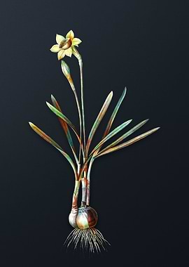 Vintage Narcissus Gouani