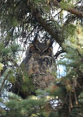 Great horned owl goddess