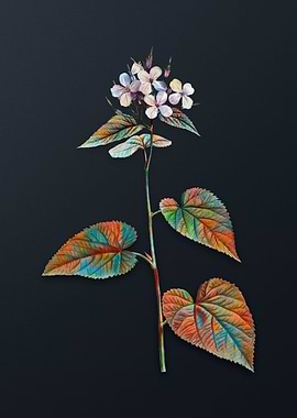 Morning Glory Flower