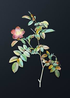 Vintage Pink Alpine Rose