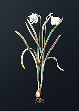 Narcissus Candidissimus