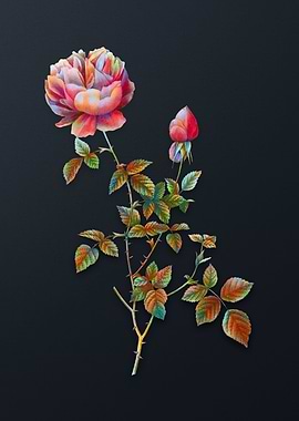 Pink Autumn China Rose