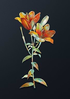 Orange Bulbous Lily Flower