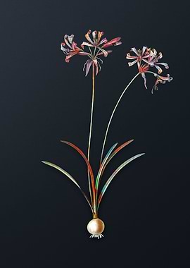 Vintage Nerine Flower