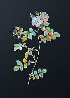 Pink Sweetbriar Roses