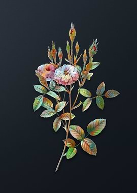 Vintage Mossy Pompon Rose