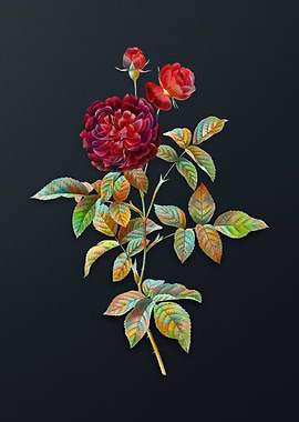 One Hundred Leaved Rose