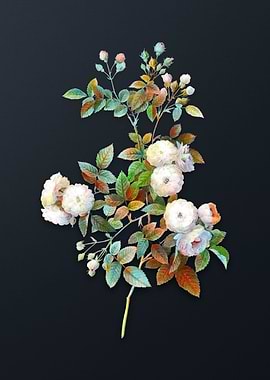 Vintage Pink Baby Roses