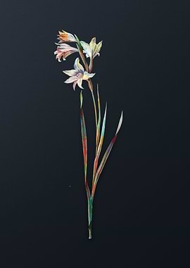 Vintage Painted Lady