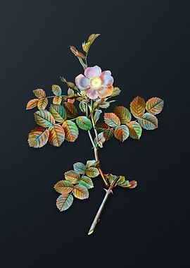 Pink Sweetbriar Rose