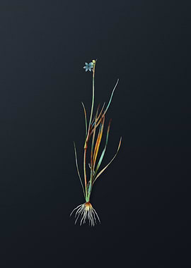 Narrow Leaf Blue Grass