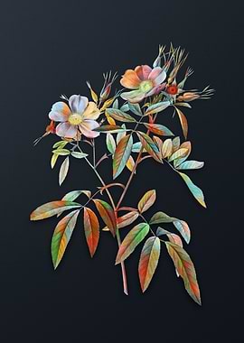 Vintage Pink Swamp Roses