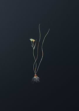 Ornithogalum Spathaceum