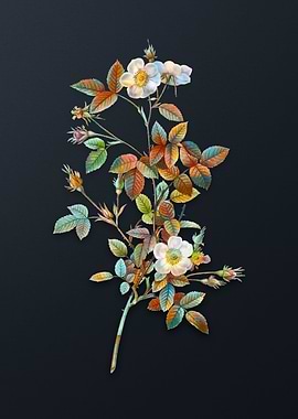 Vintage Pink Pompon Rose