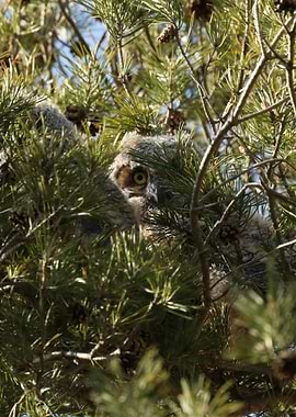 Baby great horned