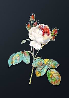 Vintage Pink Cabbage Rose