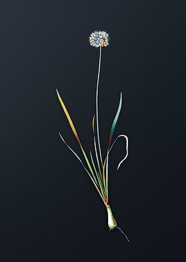 Vintage Mouse Garlic