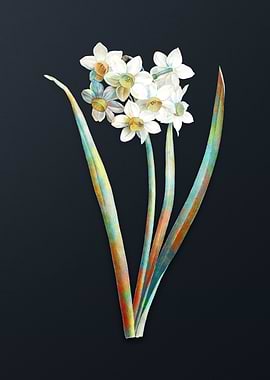 Narcissus Easter Flower