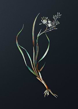 Vintage Phalangium Bicolor