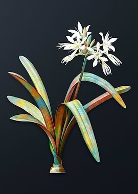 Pancratium Illyricum