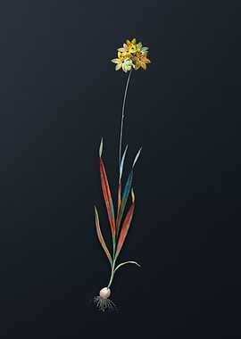 Vintage Orange Ixia Flower