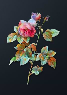 Vintage Pink Bourbon Roses