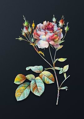 Pink Cumberland Rose