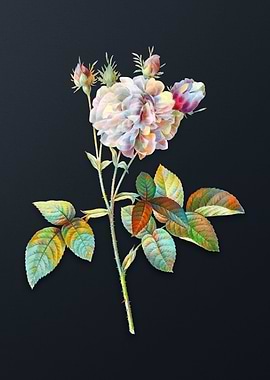 Vintage Pink Agatha Rose