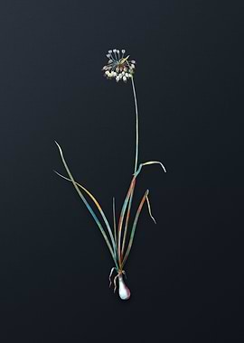 Vintage Nodding Onion