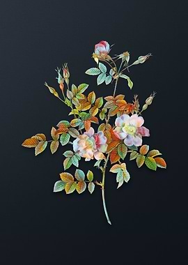 Pink Rosebush Bloom Flower