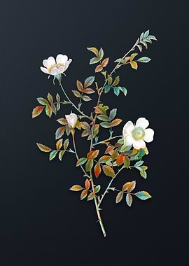 Pink Hedge Rose in Bloom