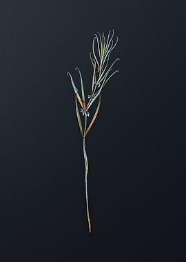 Siberian Solomons Seal