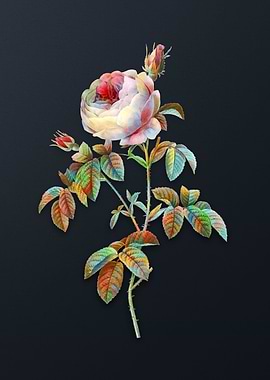 Provence Rose Bloom Flower