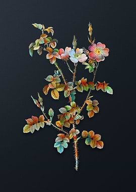 Prickly Sweetbriar Rose