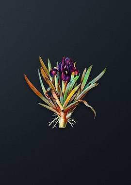 Vintage Pygmy Iris Flower