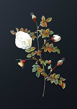 Silvered Hispid Rose