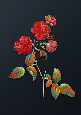 Red Cabbage Rose in Bloom